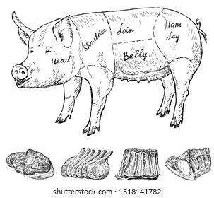 Royalty Free Pork Drawing Stock Images Photos Vectors