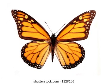 Butterfly - Shutterstock ID 1129136