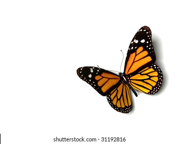 Orange Butterfly Isolated On White Background Stock Illustration ...