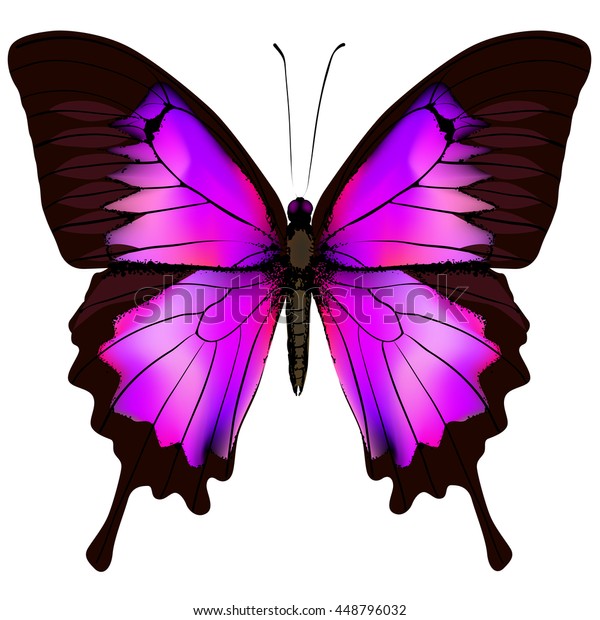 Butterfly Beautiful Pink Purple Butterfly Isolated Stock Illustration ...