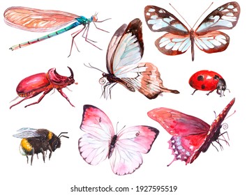 Butterfly, Dragonfly, Ladybug, Bumblebee, Beetle. Clipart Insects On White Background 