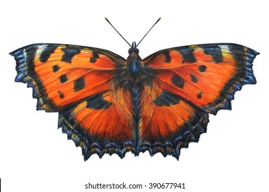 Butterfly Drawings Aglais Urticae Nymphalis Urticae Stock Illustration ...