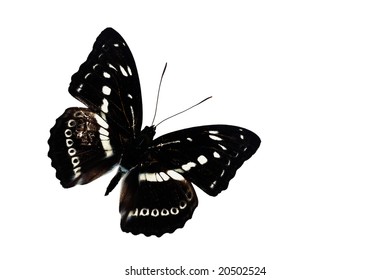 Butterfly isolated