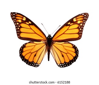 Download 3d Monarch Butterfly Images Stock Photos Vectors Shutterstock