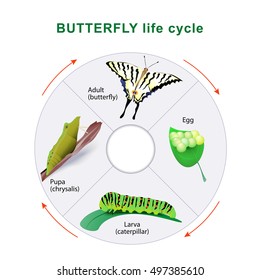 Butterfly life cycle. From caterpillar to butterfly. Metamorphosis. Scarce Swallowtail