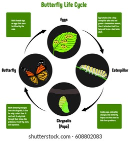 Butterfly Life Cycle Diagram with all stages including eggs caterpillar chrysalis pupa adult butterfly simple useful chart for biology science education