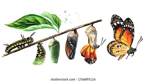 Butterfly metamorphosis development stages, caterpillar larva, pupa, adult insect set. Hand drawn watercolor illustration, isolated on white background