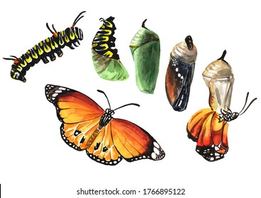 Butterfly metamorphosis development stages, caterpillar larva, pupa, adult insect. Hand drawn watercolor illustration isolated on white background