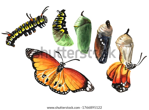 蝶の変態発達期 毛虫の幼虫 蛹 成虫 白い背景に手描きの水のカラーイラスト のイラスト素材
