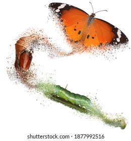 Butterfly Metamorphosis (life Cycle) Of The African Monarch (Danaus Chrysippus).