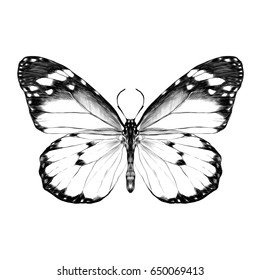 Butterfly Open Wings Top View Symmetrical Stock Illustration 650069413 ...