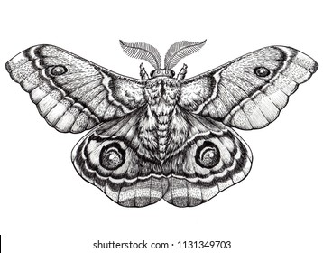 10,702 Moth tattoo Images, Stock Photos & Vectors | Shutterstock