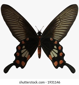 燕尾蝶库存插图 图片和矢量图 Shutterstock