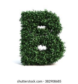 Buxus Alphabet