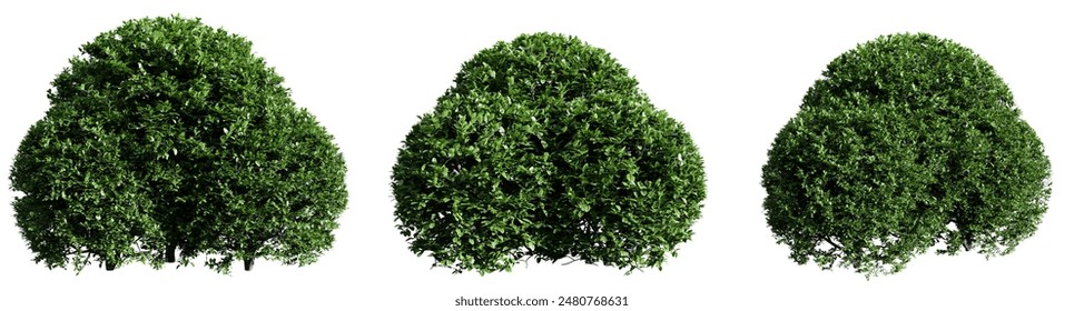 Buxus sempervirens round bush isolate transparent background.3d rendering