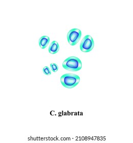 C. Glabrata Candida. Pathogenic Yeast-like Fungi Of The Candida Type Morphological Structure. Illustration