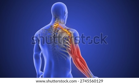 C7 Nerve Compression Explained With Radiating Arm Pain 3D Illustration