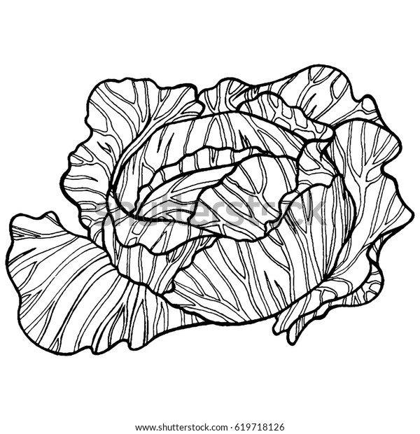 Cabbage Black White Hand Drawn Illustration Stock Illustration 619718126