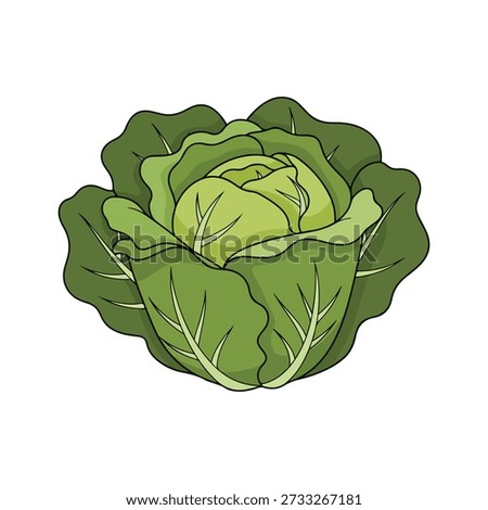 Cabbage Head Vector Illustration Simple Cartoon Style Food Icon