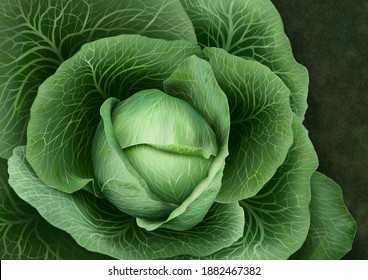 Cabbage. Cabbage Leaves. Illustration. Drawing
