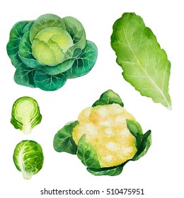 Cabbage, Salat, Lettuce. Watercolor Illustration.