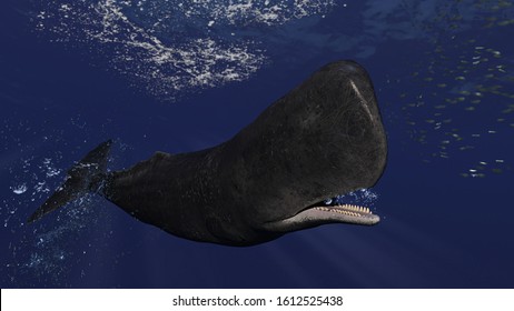 7,112 Sperm Whale Images, Stock Photos & Vectors | Shutterstock