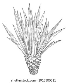 Cactus blue agave. Vintage black hatching illustration. Isolated on white background