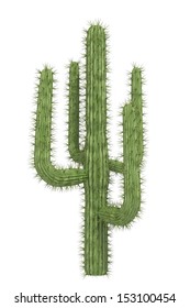 Cactus On A White Background