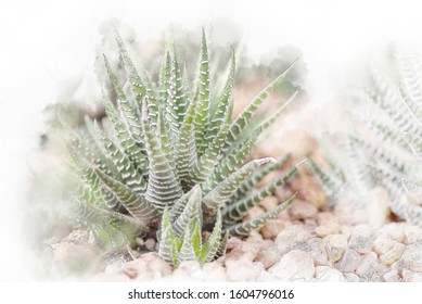 Cactus Plants Close Up In Watercolor Painting.