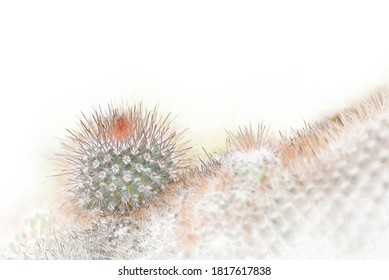 Cactus Plants Close Up In Watercolor Painting.