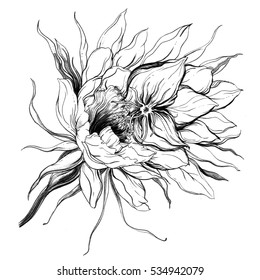 Cactus Queen the night blossom  Botanical retro vintage hand drawn watercolor black   white monochrome illustration for wedding print design  Japanese style  Exotic  tropical  succulent  flower 