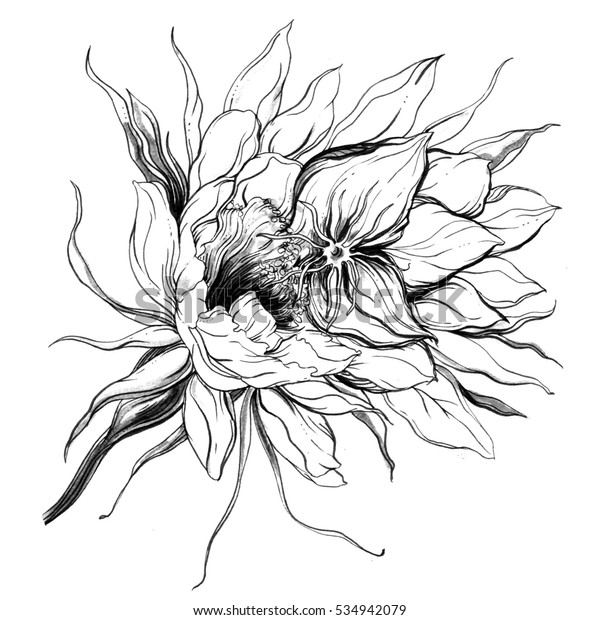 サボテンのクイーン オブ ザ ナイト ブロッサム ウエディングプリントデザイン用の ボタニカルなレトロなビンテージ手描きの水彩白黒イラスト 和風 エキゾチック 熱帯 多肉質 花 のイラスト素材