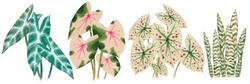 Caladium Leaf Isolated On A Backgroung, Watercolor Painting Of Nature. Colorful Garden, Hand Drawn Artwork, Tropical Foliage Plants.
