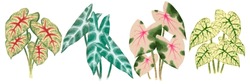 Caladium Leaf Isolated On A Backgroung, Watercolor Painting Of Nature. Colorful Garden, Hand Drawn Artwork, Tropical Foliage Plants.