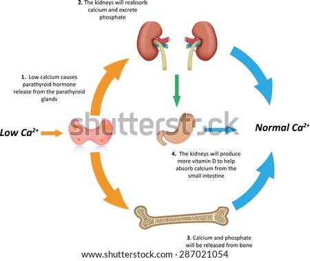 calcium regulation diagram labels stock illustration 287021054 Parathyroid Calcium Vitamin D calcium regulation diagram with labels