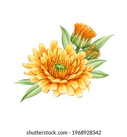 Calendula flower arrangement. Watercolor illustration. Orange medical natural herb. Calendula officinalis plant on white background. Natural healthy blossom with yellow petals and green leaves