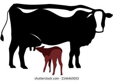 Calf is milking colostrum below his mother