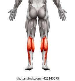 Calf Muscle Male - Gastrocnemius, Plantar Anatomy Muscle - isolated on white - 3D illustration