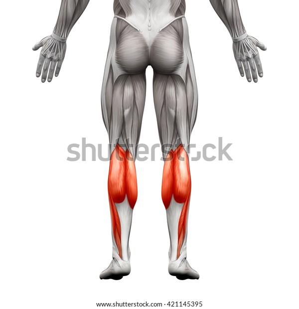 白い背景に子牛の筋肉の雄 腓骨筋 足底の解剖学筋 3dイラスト のイラスト素材