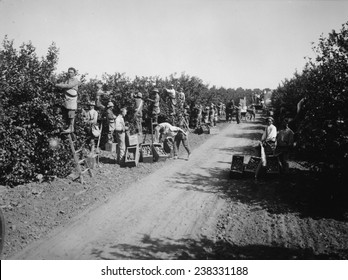 California, California Citrus Heritage Recording Project, view of workers harvesting oranges in groves, Riverside County, circa 1930s.