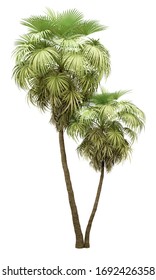 California Palm Tree Isolated On White Background. 3d Illustration