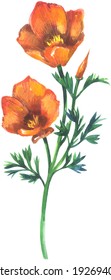 California Poppy wildflowers watercolor. Painting isolated on white background.