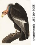 Californian Vulture from Birds of America (1827) by John James Audubon (1785 - 1851 ), etched by Robert Havell. Vintage vulture bird art drawing, art print, old illustration, bird painting.