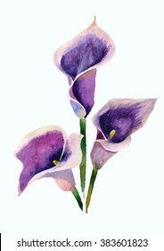 Calla Lilies Watercolor Illustration Isolated On Stock Illustration ...