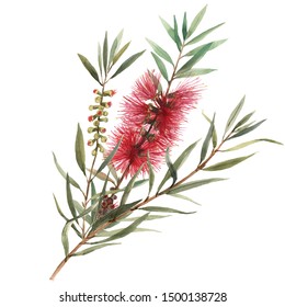 Callistemon Watercolor Flower On White Background Stock Illustration 1500138728