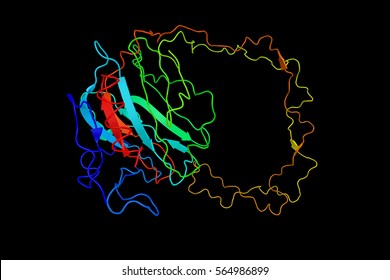 Calnexin, A Chaperone, Characterized By Assisting Protein Folding And Quality Control, Ensuring That Only Properly Folded And Assembled Proteins Proceed Further Along The Secretory Pathway.