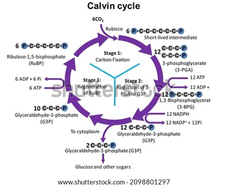 The Calvin cycle, light-independent reactions, bio synthetic phase, dark reactions, or photosynthetic carbon reduction (PCR) cycle Stock photo © 
