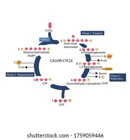 Calvin Cycle Photosynthesis With Withe Background