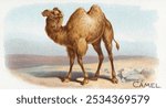 Camel, for Allen  Ginter Cigarettes (1890) by Allen  Ginter. Animal illustration. Vintage camel animal art drawing illustration, old painting art print of animal in desert.