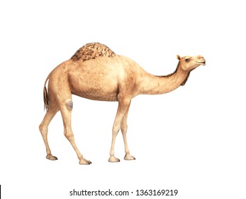 camel stands on white background 3d render no shadow